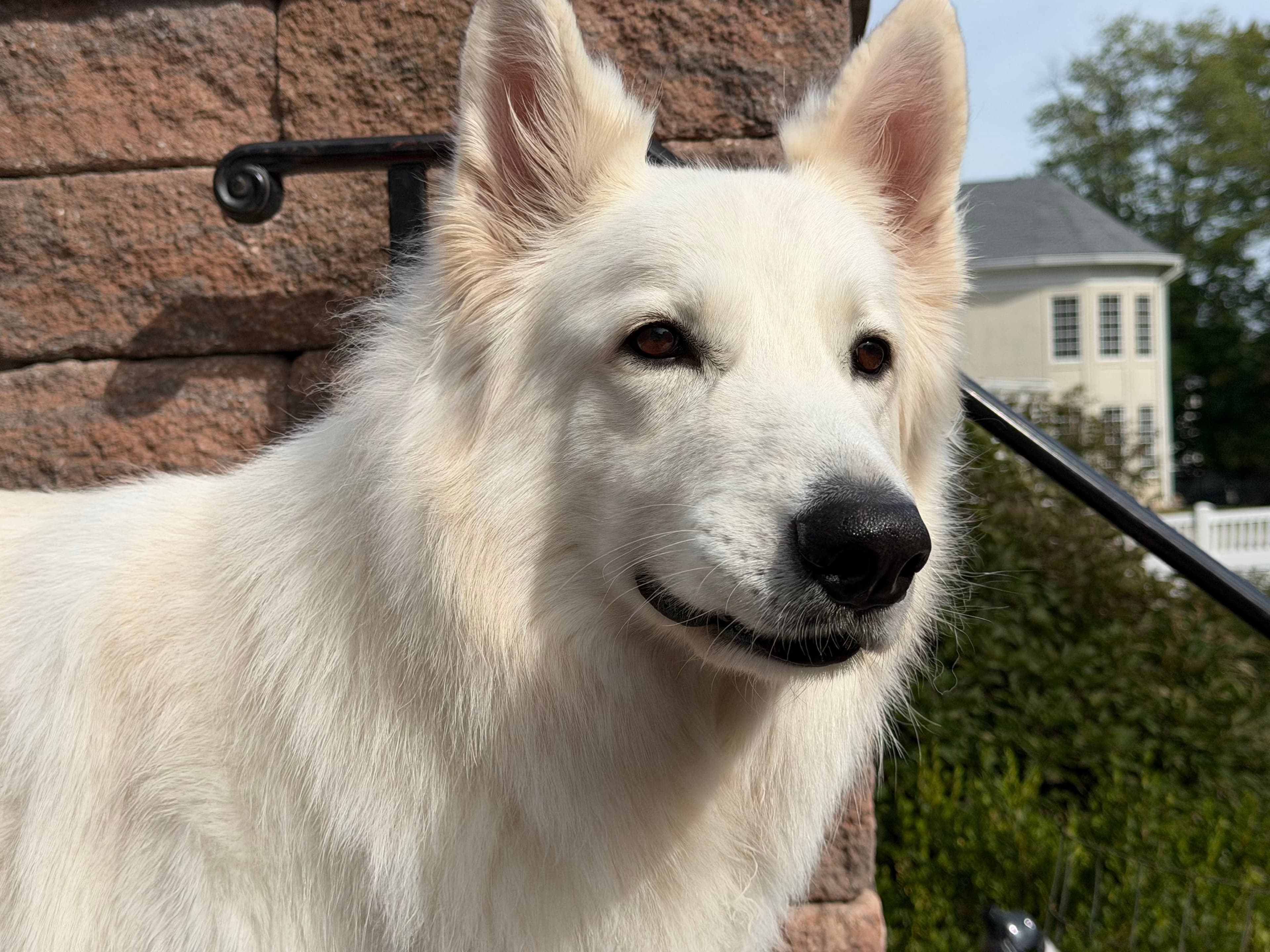 A Swiss Shepherd, Bowie